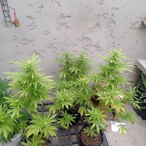 AK número 2 growlog timeline photo