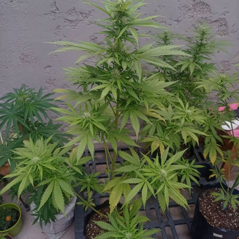 AK número 1 growlog timeline photo