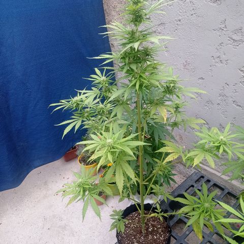 AK número 1 growlog timeline photo