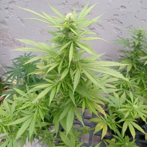 AK número 1 growlog timeline photo