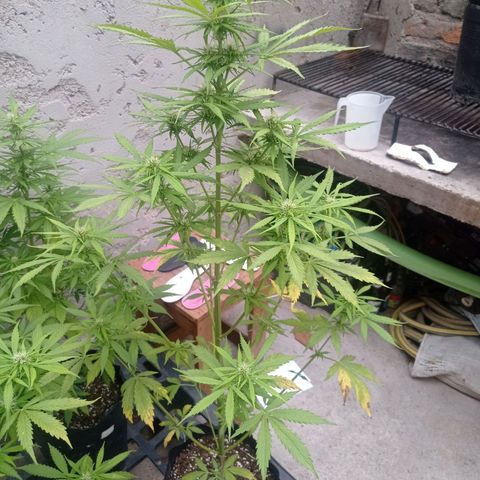 AK número 2 growlog timeline photo