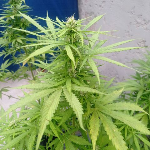 AK número 2 growlog timeline photo