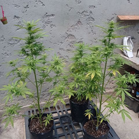 AK número 2 growlog timeline photo