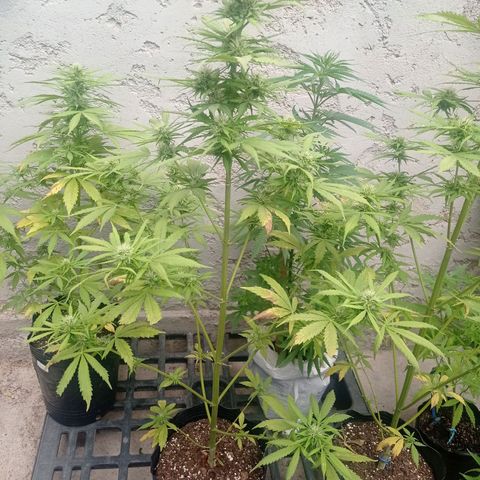 AK número 1 growlog timeline photo