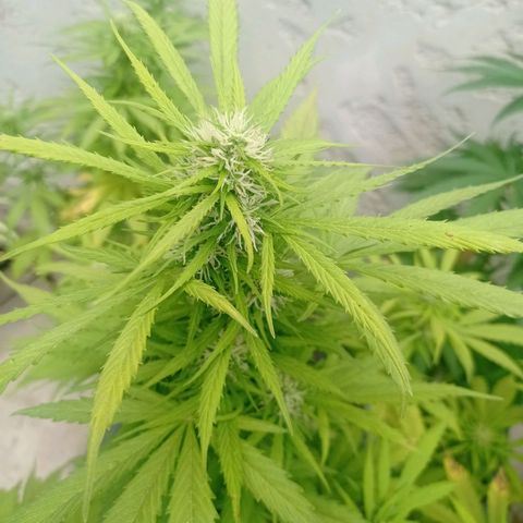 AK número 1 growlog timeline photo