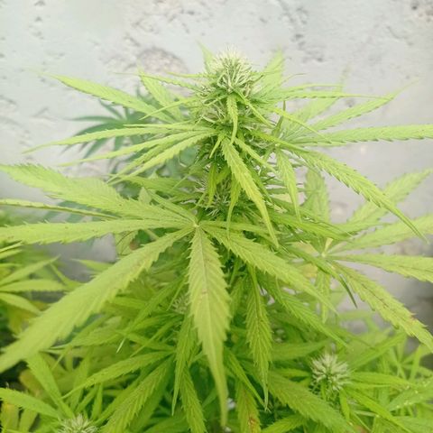 AK número 2 growlog timeline photo