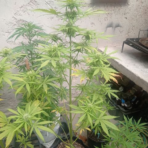AK número 2 growlog timeline photo
