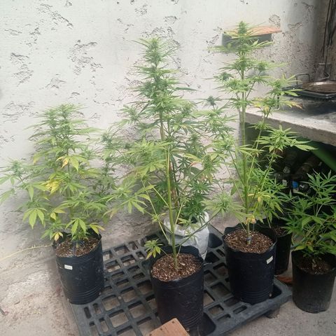 AK número 2 growlog timeline photo