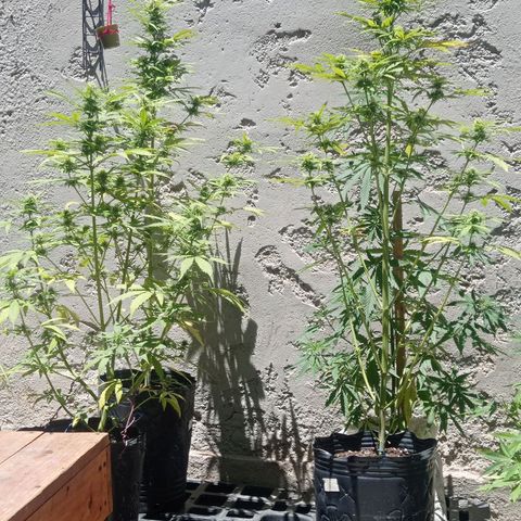 AK número 2 growlog timeline photo