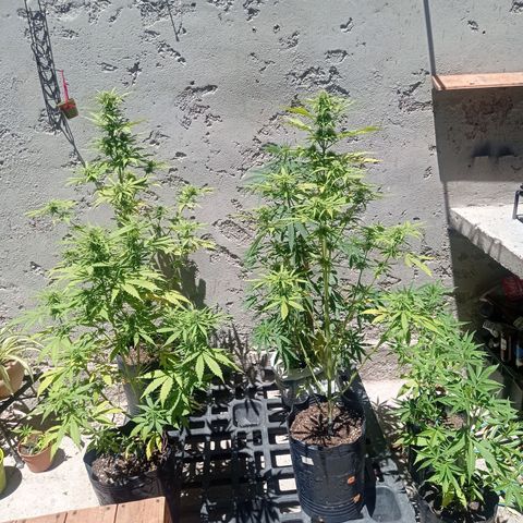 AK número 2 growlog timeline photo