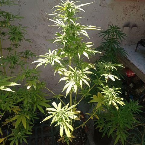 AK número 1 growlog timeline photo