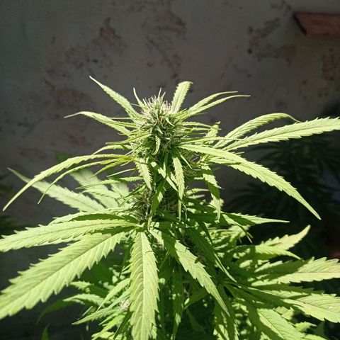 AK número 1 growlog timeline photo