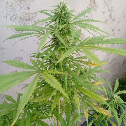 AK número 2 growlog timeline photo