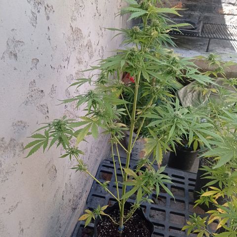 AK número 2 growlog timeline photo