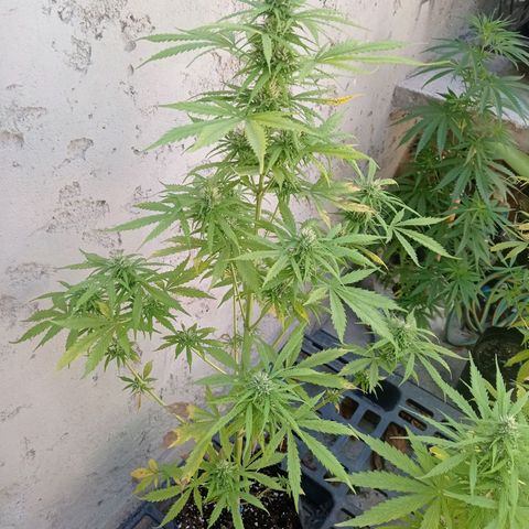 AK número 2 growlog timeline photo