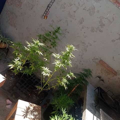 AK número 2 growlog timeline photo