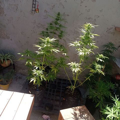 AK número 2 growlog timeline photo