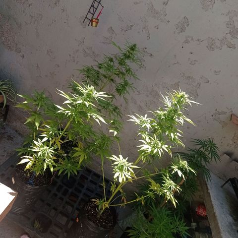 AK número 2 growlog timeline photo