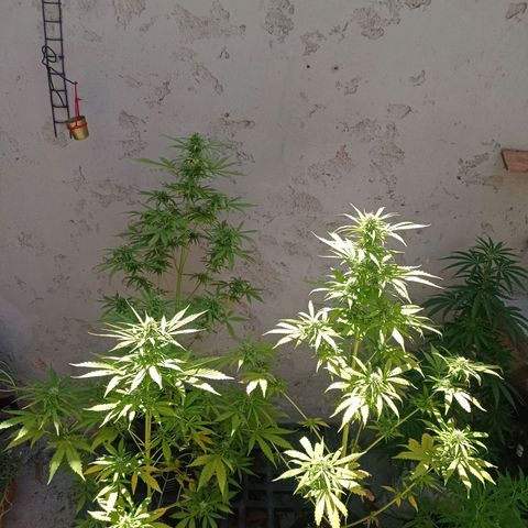 AK número 2 growlog timeline photo