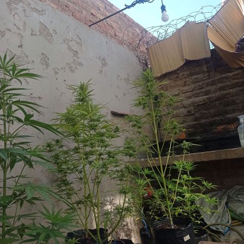 AK número 2 growlog timeline photo