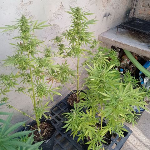 AK número 2 growlog timeline photo