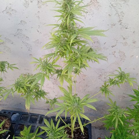 AK número 1 growlog timeline photo