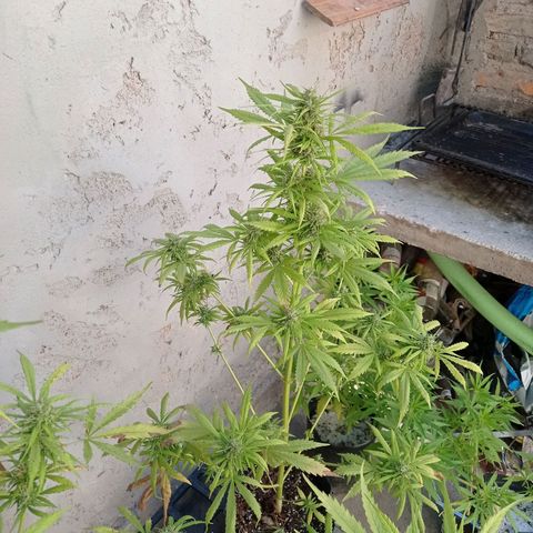 AK número 1 growlog timeline photo