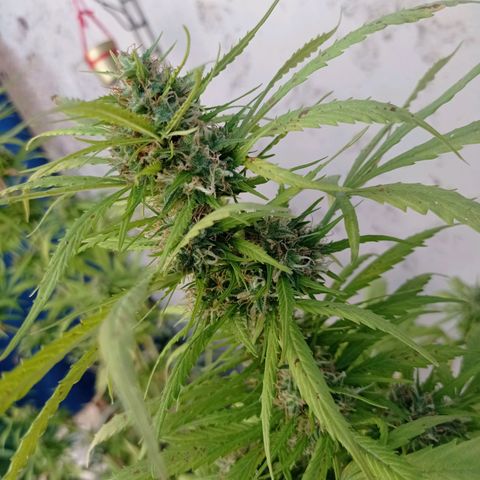 AK número 1 growlog timeline photo