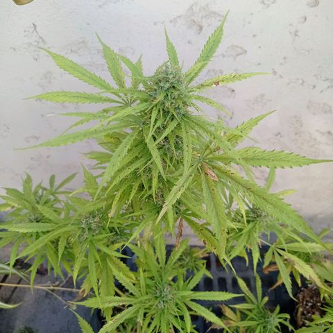 AK número 2 growlog timeline photo