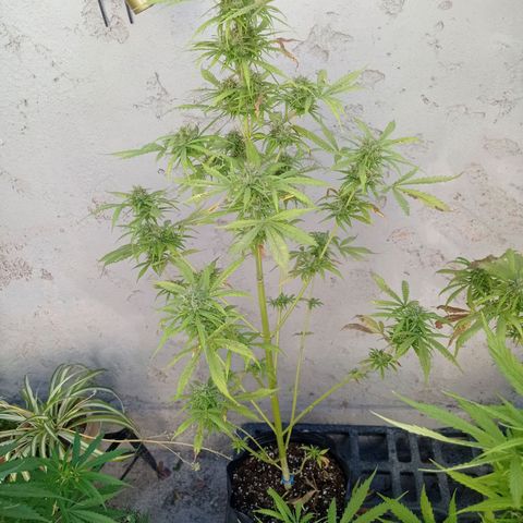 AK número 2 growlog timeline photo
