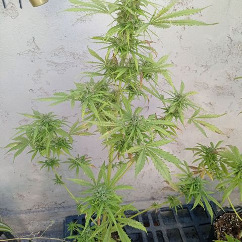 AK número 2 growlog timeline photo