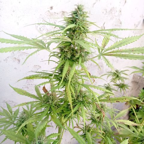 AK número 2 growlog timeline photo