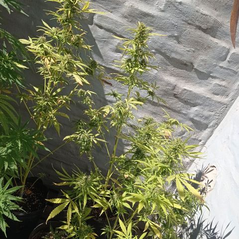 AK número 2 growlog timeline photo