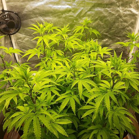 Utopia Haze growlog timeline photo