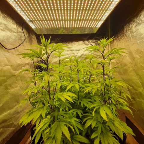 Utopia Haze growlog timeline photo