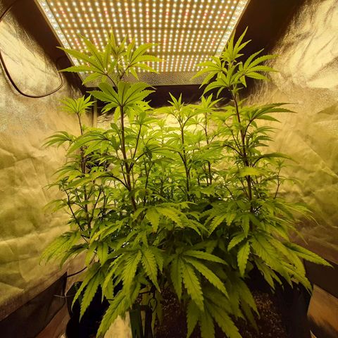 Utopia Haze growlog timeline photo