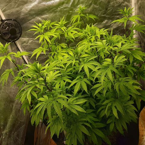 Utopia Haze growlog timeline photo