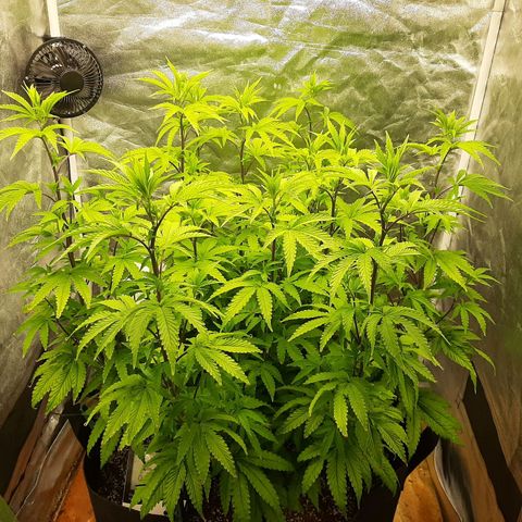 Utopia Haze growlog timeline photo