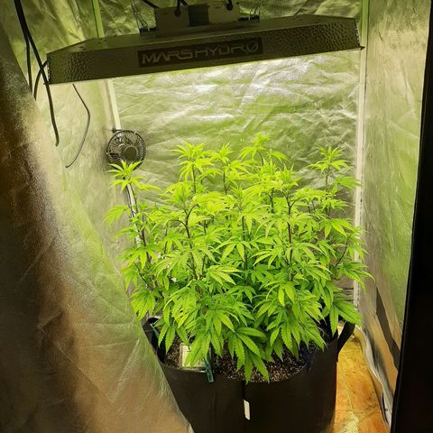 Utopia Haze growlog timeline photo