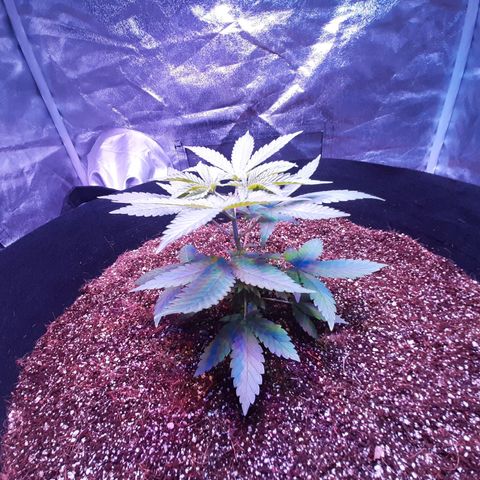 Utopia Haze growlog timeline photo
