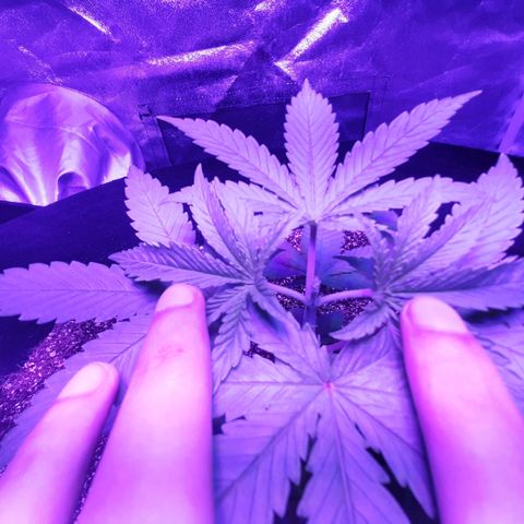 Utopia Haze growlog timeline photo