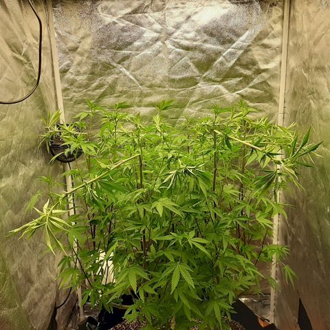 Utopia Haze growlog timeline photo