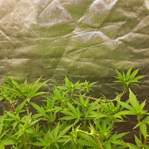 Utopia Haze growlog timeline photo