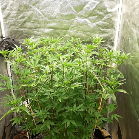 Utopia Haze growlog timeline photo