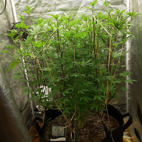 Utopia Haze growlog timeline photo