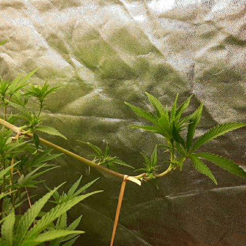 Utopia Haze growlog timeline photo