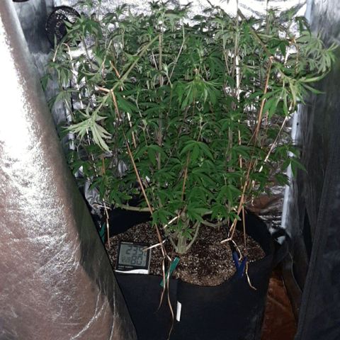 Utopia Haze growlog timeline photo