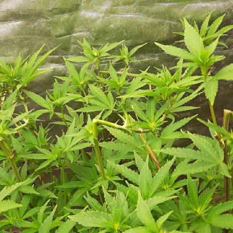 Utopia Haze growlog timeline photo
