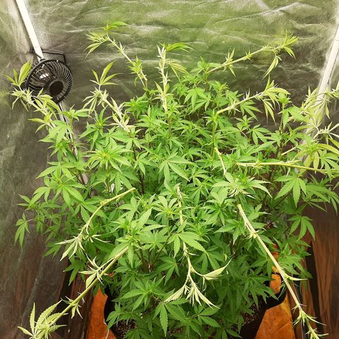 Utopia Haze growlog timeline photo
