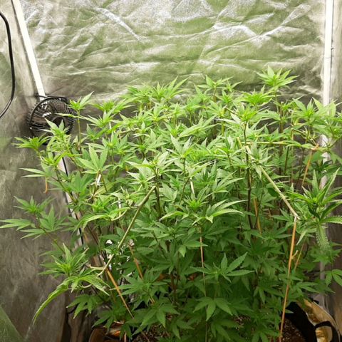 Utopia Haze growlog timeline photo
